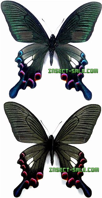 Insect-Sale.com 世界の昆虫販売ネット - Papilio syfanius シナカラス