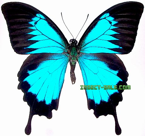 Insect-Sale.com 世界昆虫标本销售网- Papilio ulysses ulysses (A