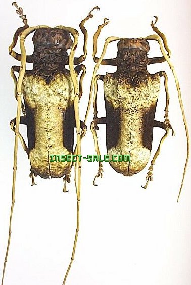 Insect-Sale.com 世界の昆虫販売ネット - Petrognatha gigas オオハイイロカミキリ -  Petrognatha-gigas.jpg - 昆虫, 甲虫, 蝶, クワガタムシ, ハナムグリ, カミキリムシ, カブトムシ, insect,  insects, butterfly, butterflies, bugs, beetles, moths, coleoptera ...