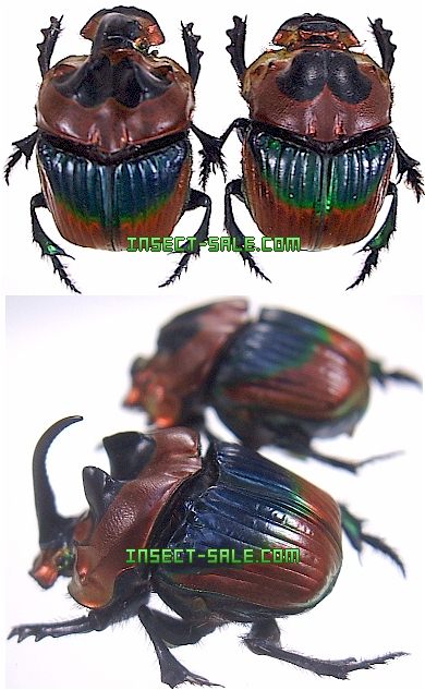 Insect-Sale.com 世界の昆虫販売ネット - Phanaeus imperator alticolis テイオウニジダイコクコガネ -  Phanaeus-imperator-alticolis.jpg - 昆虫, 甲虫, 蝶, クワガタムシ, ハナムグリ, カミキリムシ, カブトムシ,  insect, insects, butterfly, butterflies, bugs ...