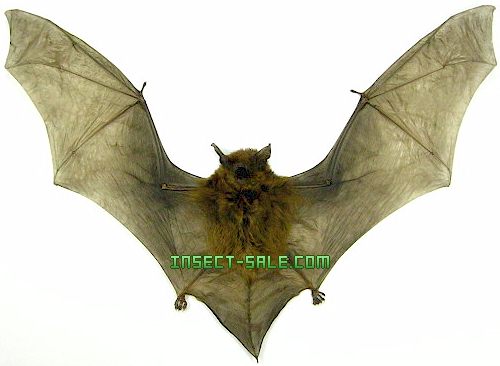 insect bats for sale