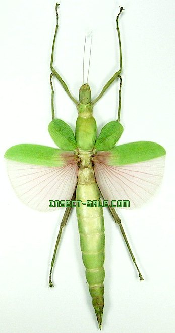 Insect-Sale.com - Platycrana viridana - Platycrana-viridana-F.jpg ...