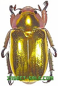 Insect-Sale.com 世界の昆虫販売ネット - Chrysina aurigans (Gold) アウリガンスプラチナコガネ -  Plusiotis-aurigans-gold.jpg - 昆虫, 甲虫, 蝶, クワガタムシ, ハナムグリ, カミキリムシ, カブトムシ,  insect, insects, butterfly, butterflies, bugs, beetles, moths ...