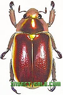 Insect-Sale.com 世界の昆虫販売ネット - Chrysina aurigans アウリガンスプラチナコガネ - Plusiotis- aurigans-red.jpg - 昆虫, 甲虫, 蝶, クワガタムシ, ハナムグリ, カミキリムシ, カブトムシ, insect,  insects, butterfly, butterflies, bugs, beetles, moths ...