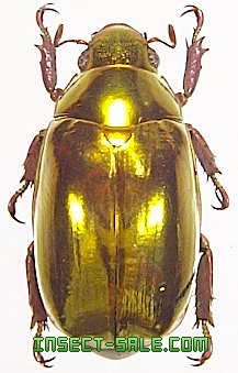 Insect-Sale.com 世界の昆虫販売ネット - Chrysina optima (Gold) オプティマプラチナコガネ -  Plusiotis-optima-gold.jpg - 昆虫, 甲虫, 蝶, クワガタムシ, ハナムグリ, カミキリムシ, カブトムシ,  insect, insects, butterfly, butterflies, bugs, beetles, moths ...