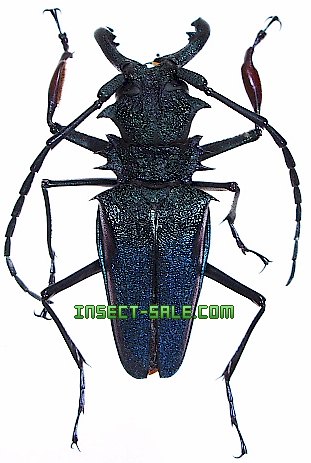 Insect-Sale.com 世界の昆虫販売ネット - Psalidognathus friendi ムラサキオニノコギリカミキリ -  Psalidognathus-friendi-peru.jpg - 昆虫, 甲虫, 蝶, クワガタムシ, ハナムグリ, カミキリムシ, カブトムシ,  insect, insects, butterfly, butterflies, bugs, beetles ...