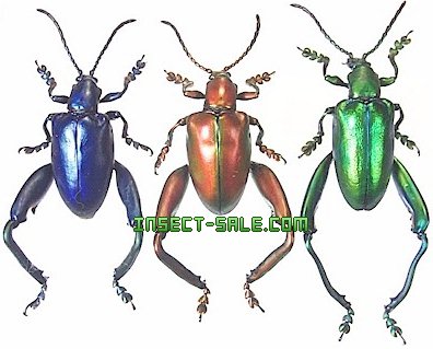 Insect-Sale.com - Sagra longicollis - Sagra-longicollis.jpg - insect ...