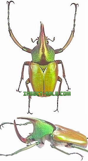 Insect-Sale.com 世界の昆虫販売ネット - Theodosia magnifica magnifica マグニフィカカブトハナムグリ -  Theodosia-magnifica-magnifica.jpg - 昆虫, 甲虫, 蝶, クワガタムシ, ハナムグリ, カミキリムシ,  カブトムシ, insect, insects, butterfly, butterflies, bugs ...