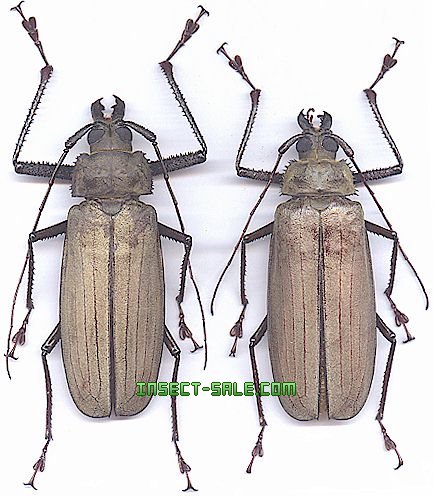 Insect-Sale.com 世界の昆虫販売ネット - Xixuthrus microcerus lunicollis (F)  スジバネトゲフチオオウスバカミキリ - Xixuthrus-sp1.jpg - 昆虫, 甲虫, 蝶, クワガタムシ, ハナムグリ, カミキリムシ,  カブトムシ, insect, insects, butterfly, butterflies, bugs ...