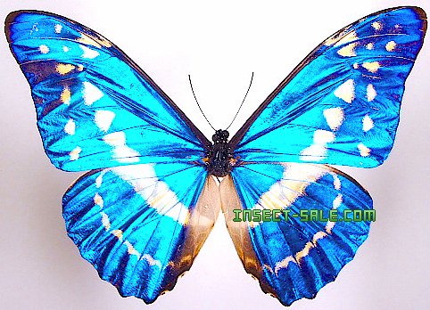 Insect-Sale.com - Morpho cypris cypris - Morpho-cypris-cypris.jpg ...